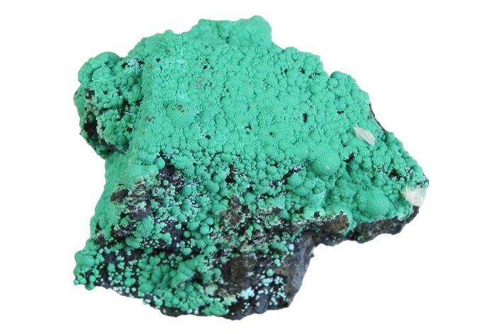 Blue-Green Botryoidal Chrysocolla - Planet Mine, Arizona #358225